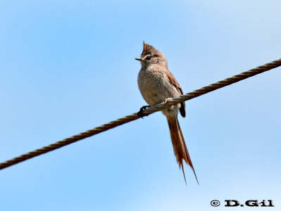 COLUDITO COPETÓN (Leptasthenura platensis) - COLUDITO COPETÓN (Leptasthenura platensis)
